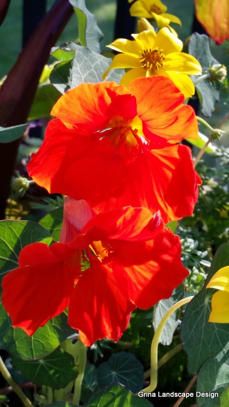 Vibrant yellow, orange and red nasturtiums are spectacular garden additions.