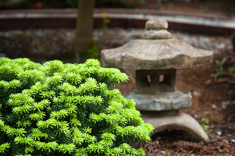 A Little Gem Spruce is right at home next to an Asian garden lantern.