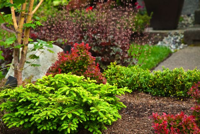 feature photo of a landscape design featuring a rock, small tree and colorful plants