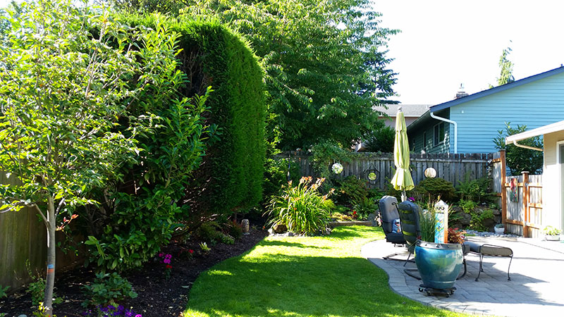The removal of massive hedge plantings that had required constant care allowed the yard to now be bathed in sunlight.