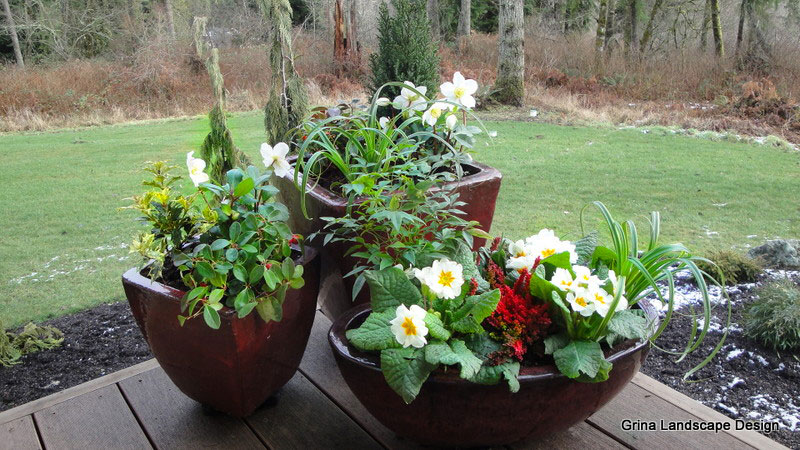 Plants selected for harsh winter conditions can brighten containers on a cold, February day.