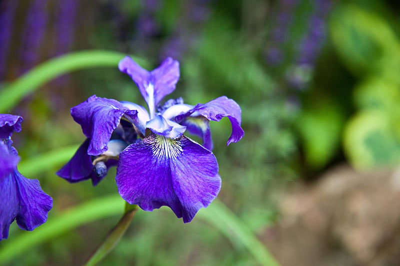 Caesar’s Blue Iris is a striking addition to a dry creek bed.