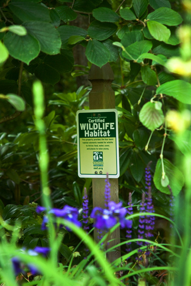 The same garden was designed to attract wildlife by providing water, food and shelter.  It is designated as a “Certified Wildlife Habitat” by the National Wildlife Federations adding interest for garden visitors.